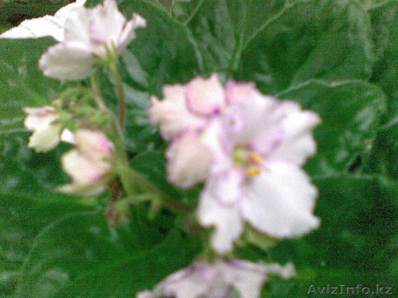 Фиалки комнатные - Изображение #3, Объявление #21163