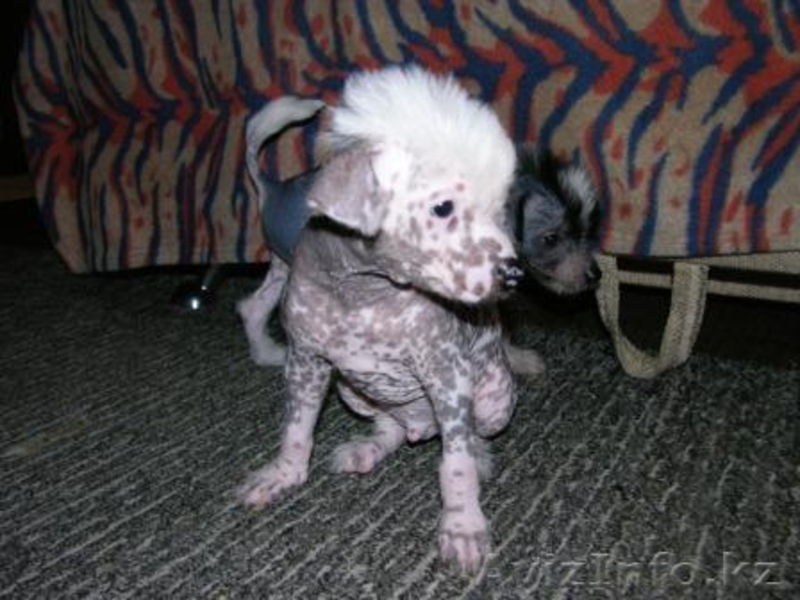 продам щенят китайской голой хохлатой - Изображение #2, Объявление #21244