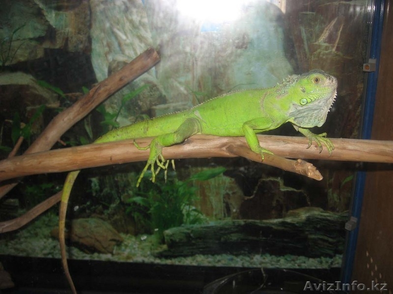 Зеленая инуана продажа - Изображение #2, Объявление #24509