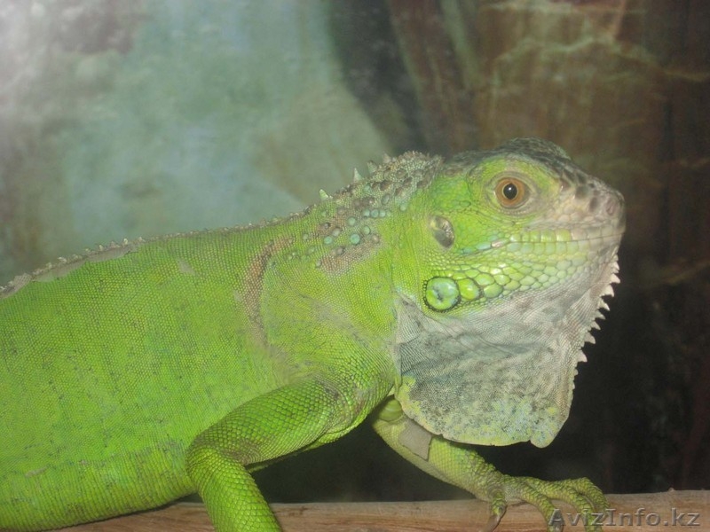 Зеленая инуана продажа - Изображение #1, Объявление #24509