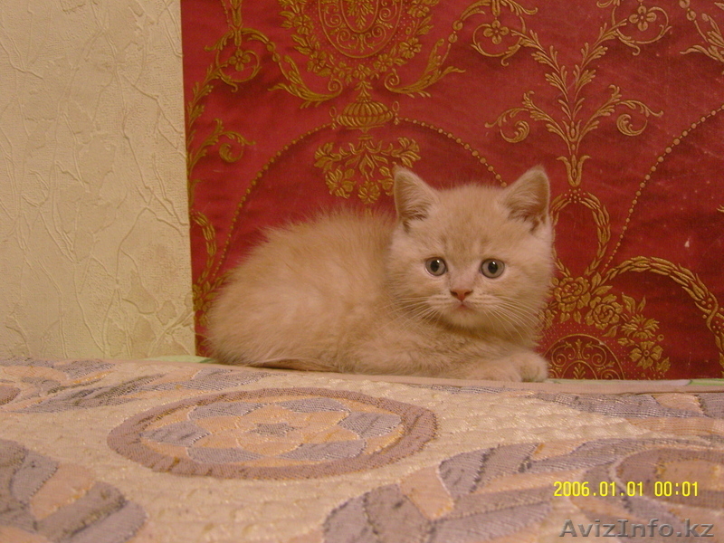 продам котенка Шотландский короткошерстный (страйт) - Изображение #1, Объявление #20041