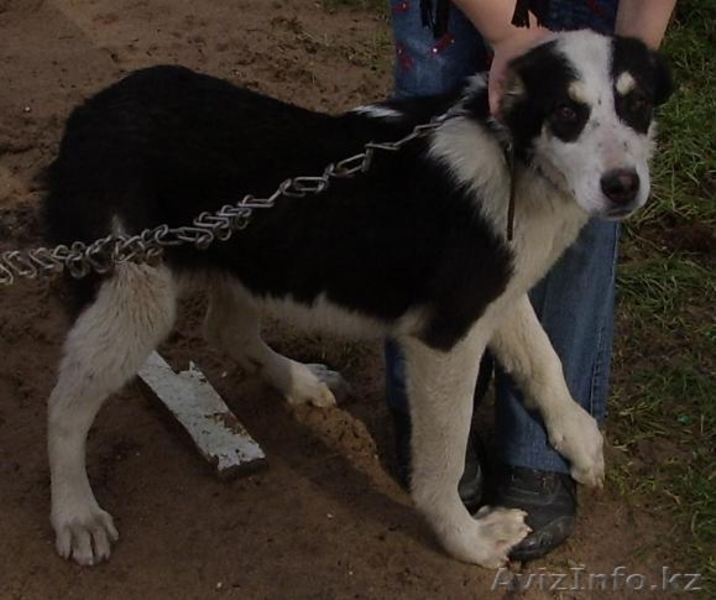 Щенки средне-азиатской овчарки (Алабаи) - Изображение #1, Объявление #21954