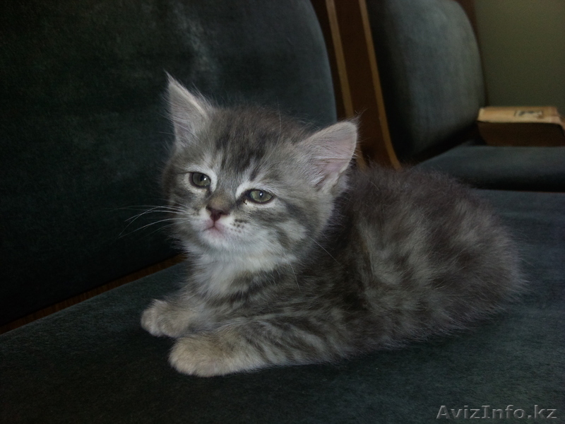 полуперсы красивые котята  - Изображение #2, Объявление #33014