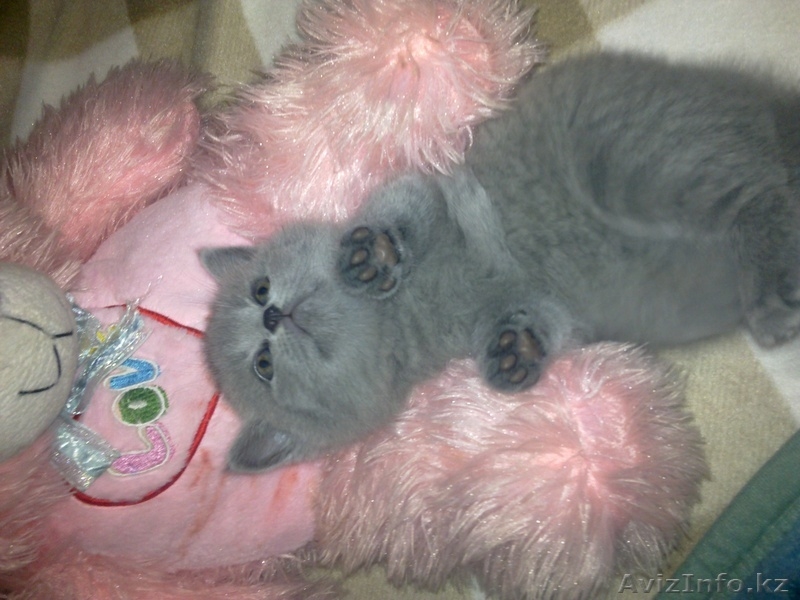 британские и вислоухие котята - Изображение #1, Объявление #30780
