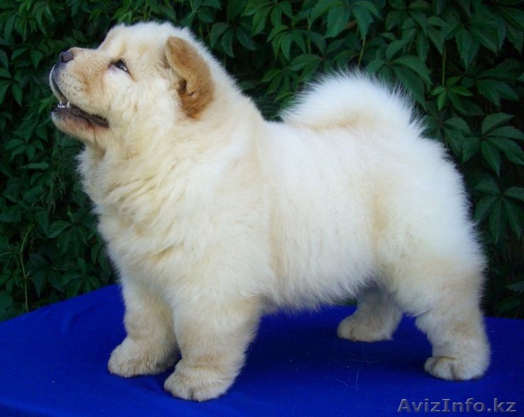 Продам щенков чау-чау - Изображение #1, Объявление #47275