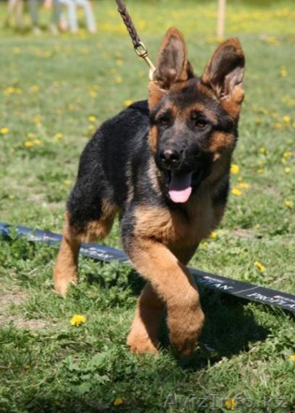Продам щенков немецкой овчарки - Изображение #1, Объявление #46886