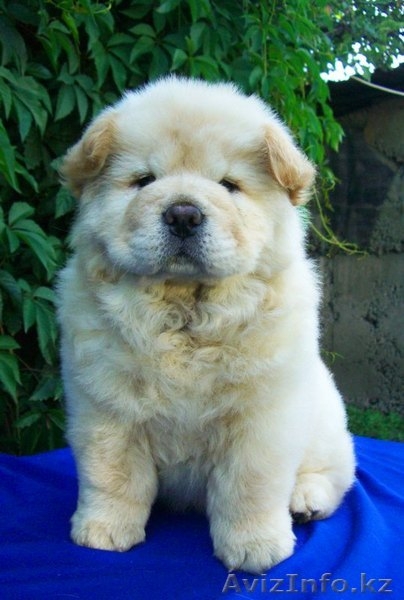 Продам щенков чау-чау - Изображение #5, Объявление #47275