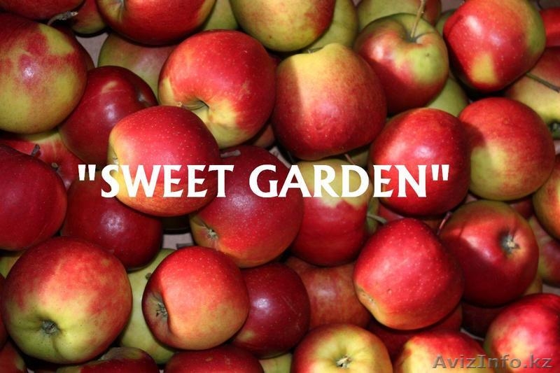 Наиболее хорошие яблоки из Польши - большой опт !!! - Изображение #3, Объявление #39894