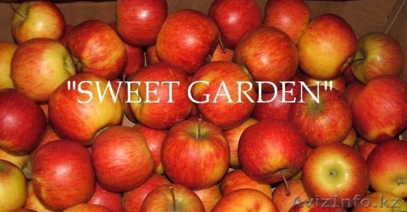 Наиболее хорошие яблоки из Польши - большой опт !!! - Изображение #4, Объявление #39894