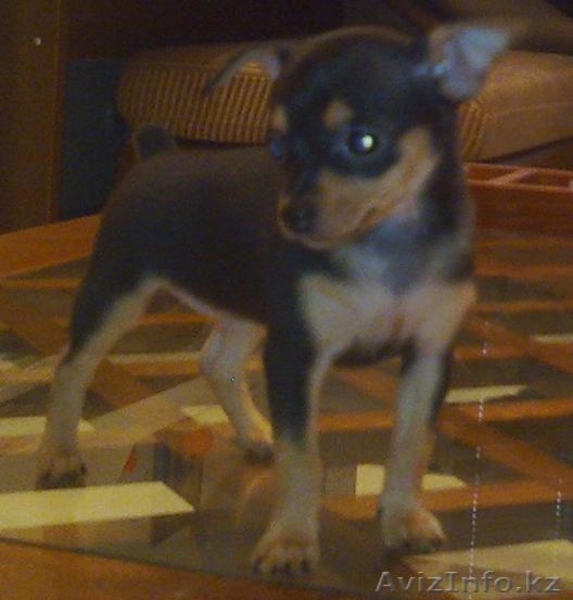 Русский той терьер - Изображение #2, Объявление #38454