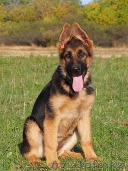 Щенков немецкой овчарки - Изображение #2, Объявление #52973