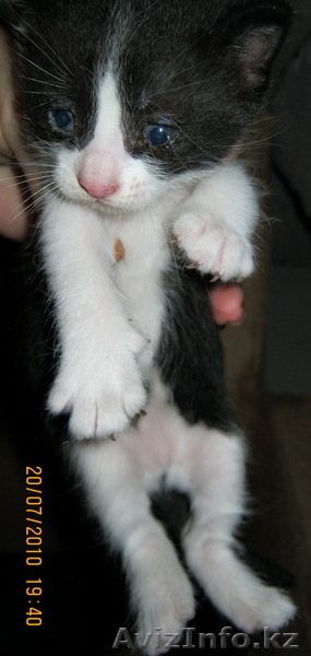 Отдадим даром котят в Алмате - Изображение #3, Объявление #55708