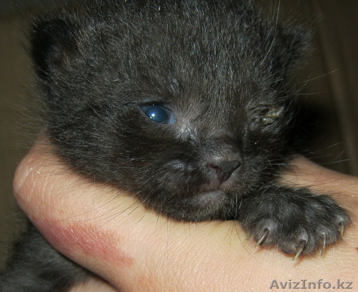 Отдадим даром котят в Алмате - Изображение #4, Объявление #55708