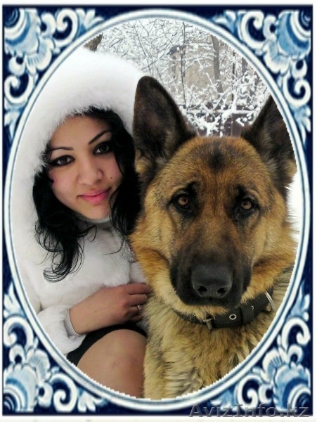 Щенков немецкой овчарки - Изображение #1, Объявление #52973