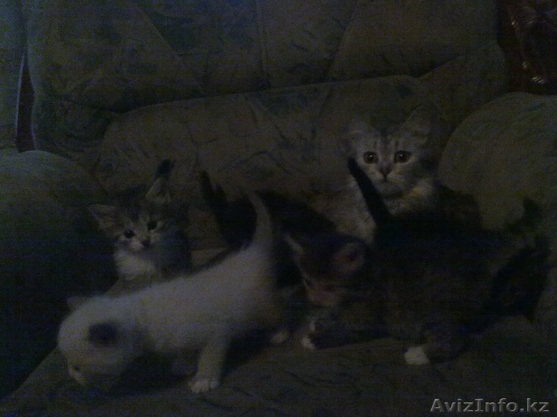 котята разных окрасов - Изображение #1, Объявление #55806