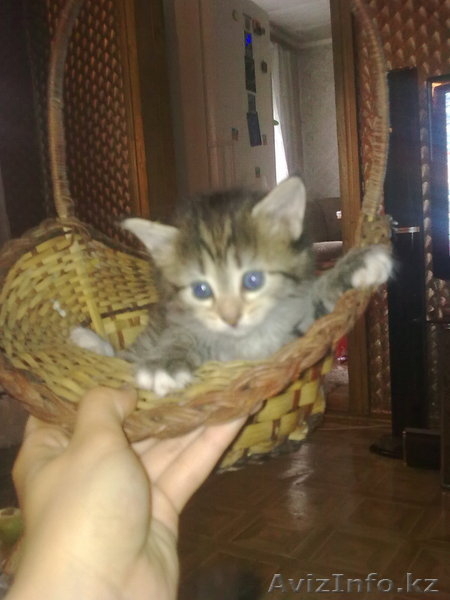 котята разных окрасов - Изображение #2, Объявление #55806