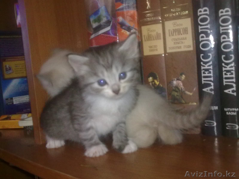 котята разных окрасов - Изображение #4, Объявление #55806