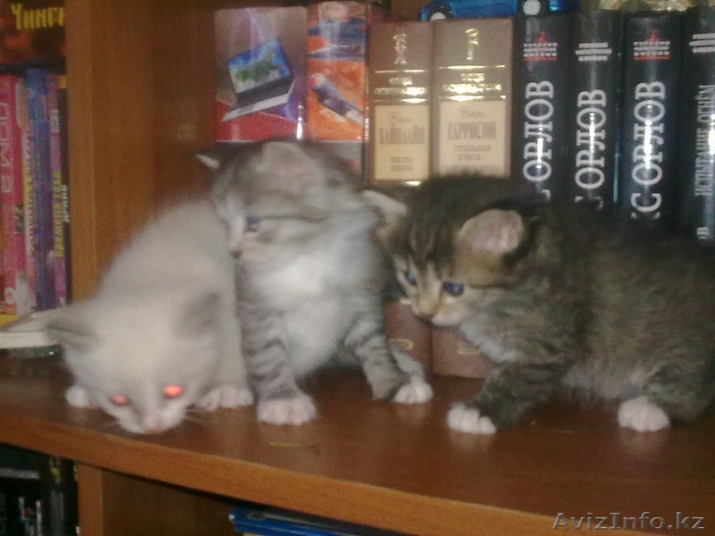 котята разных окрасов - Изображение #5, Объявление #55806