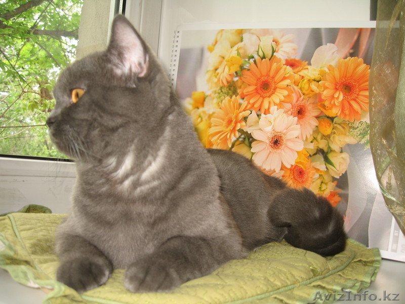 Британский короткошерстный кот - Изображение #1, Объявление #51600