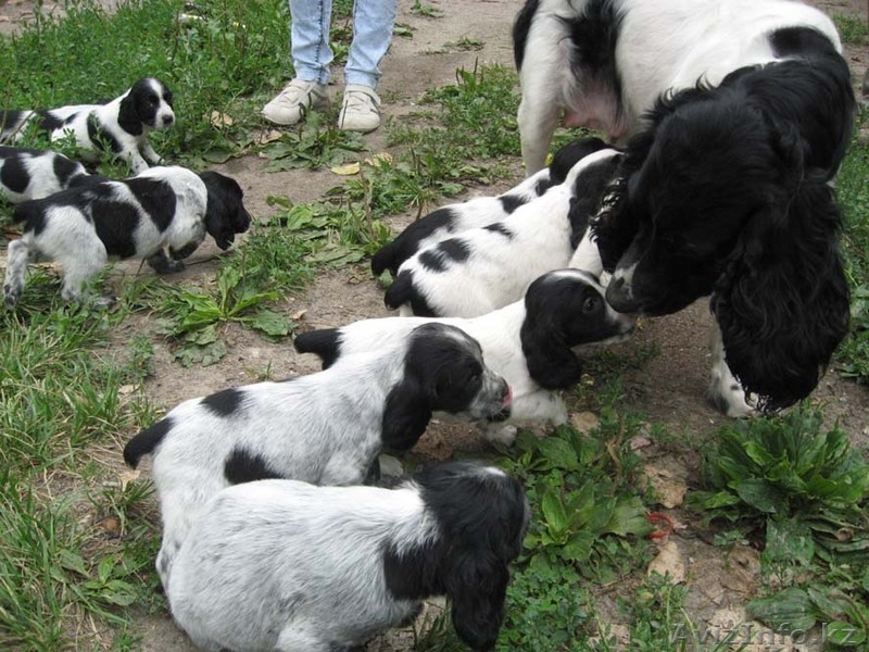 щенков русского спаниеля - Изображение #3, Объявление #57300