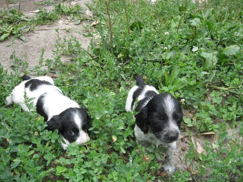 щенков русского спаниеля - Изображение #4, Объявление #57300