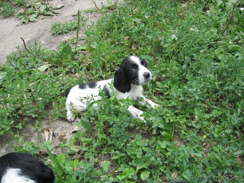 щенков русского спаниеля - Изображение #5, Объявление #57300