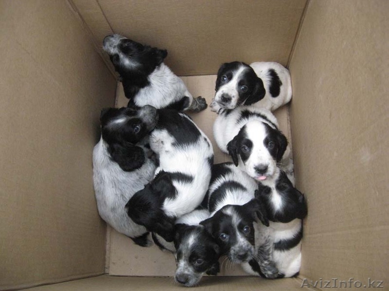 щенков русского спаниеля - Изображение #2, Объявление #57300