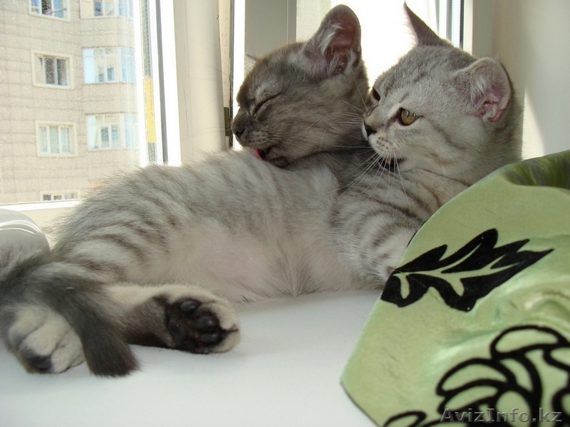 Котята скоттиш-страйт - Изображение #1, Объявление #56675