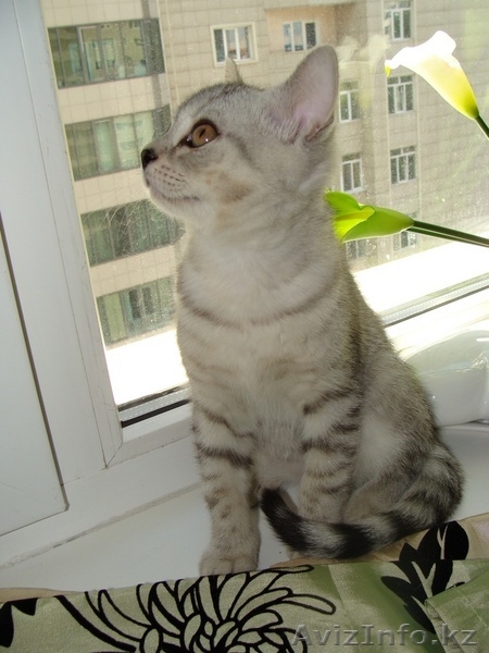 Котята скоттиш-страйт - Изображение #3, Объявление #56675