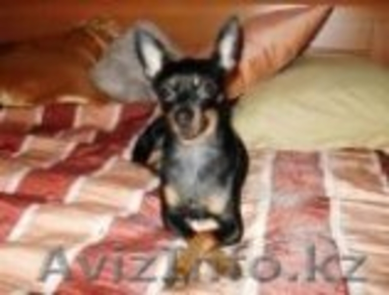 той-терьер продам - Изображение #3, Объявление #49038