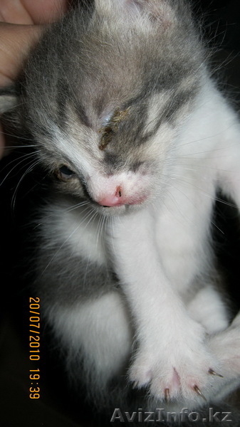 Отдадим даром котят в Алмате - Изображение #2, Объявление #55708