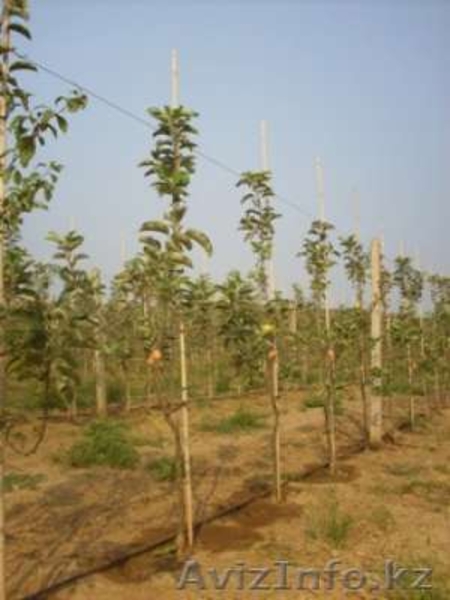 Плуги, культиваторы, сеялки - Изображение #1, Объявление #64650