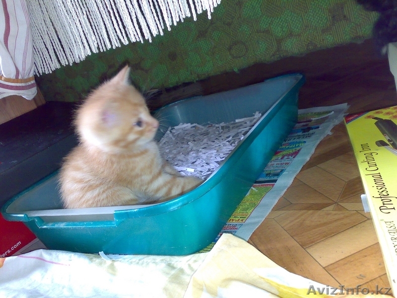 Отдам котят в надежные руки - Изображение #1, Объявление #63487