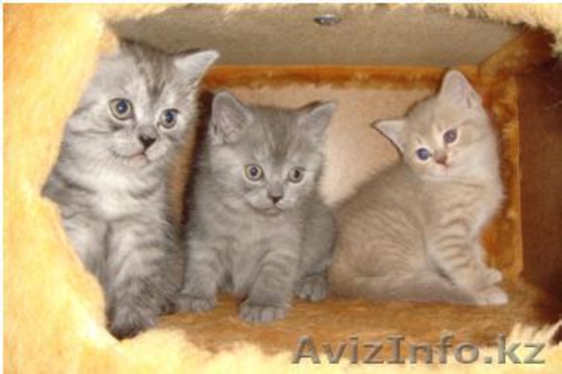 Элитные Британскте Котята - Изображение #2, Объявление #64305