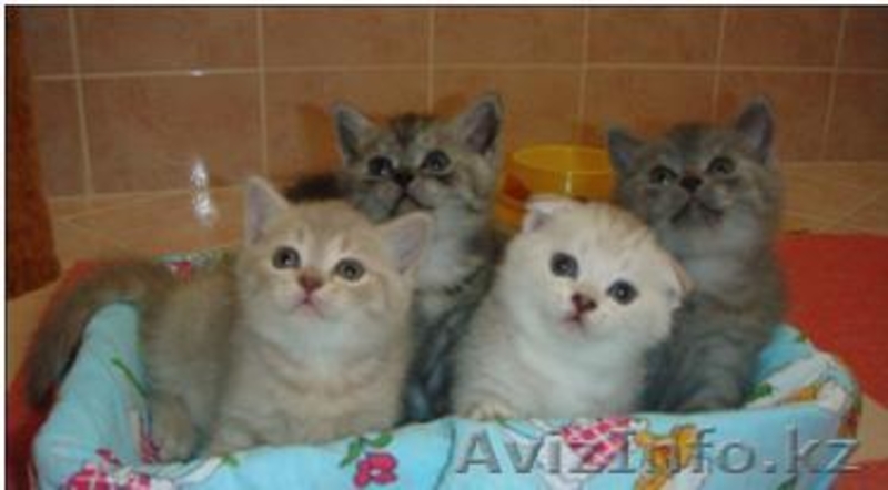 Элитные Британскте Котята - Изображение #1, Объявление #64305
