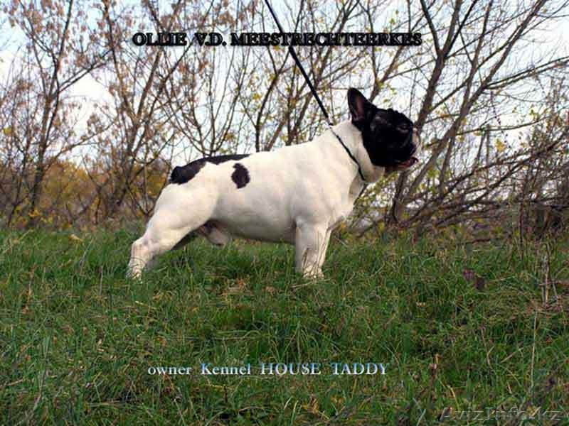 Французский бульдог - Изображение #2, Объявление #70577