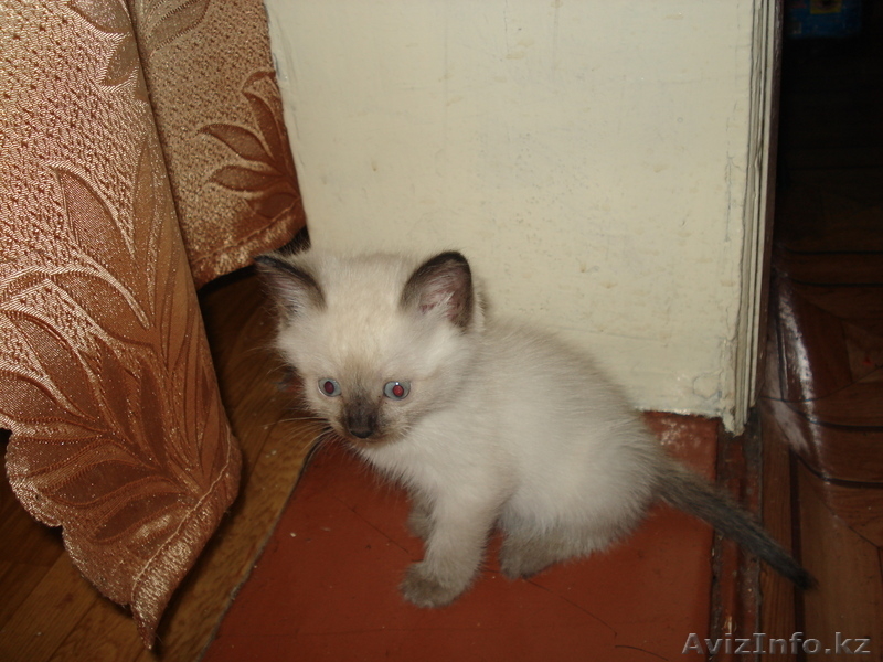 Любимый питомец - Изображение #1, Объявление #66561