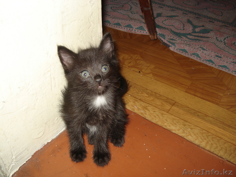 Любимый питомец - Изображение #2, Объявление #66561