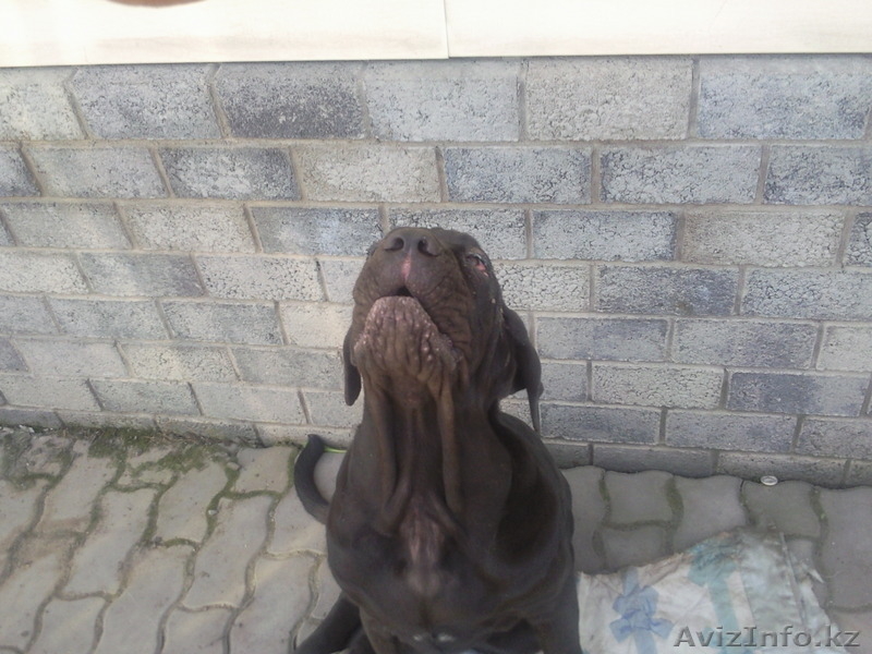 Мастино -Наполенано - Изображение #1, Объявление #62916