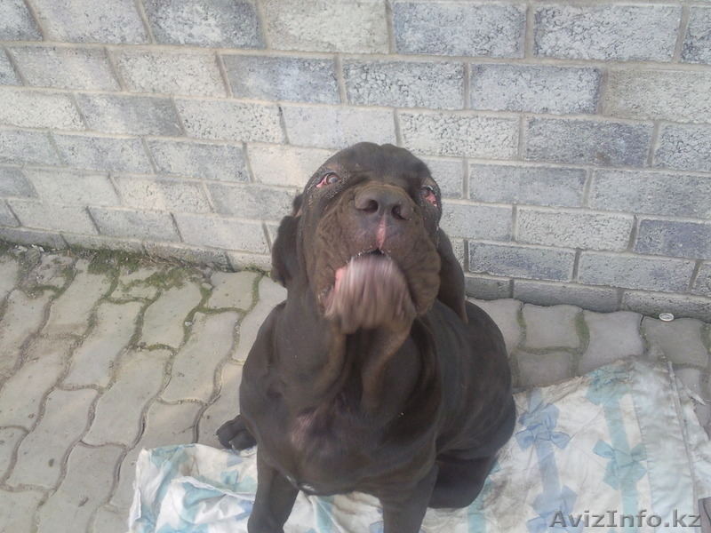 Мастино -Наполенано - Изображение #2, Объявление #62916