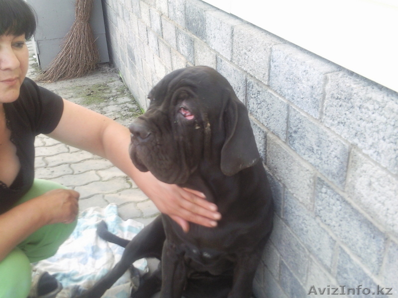 Мастино -Наполенано - Изображение #3, Объявление #62916