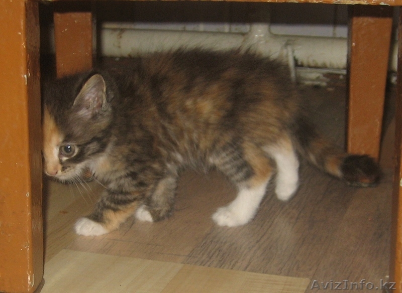 Пристрою котят? отдам в хорошие руки - Изображение #2, Объявление #70053