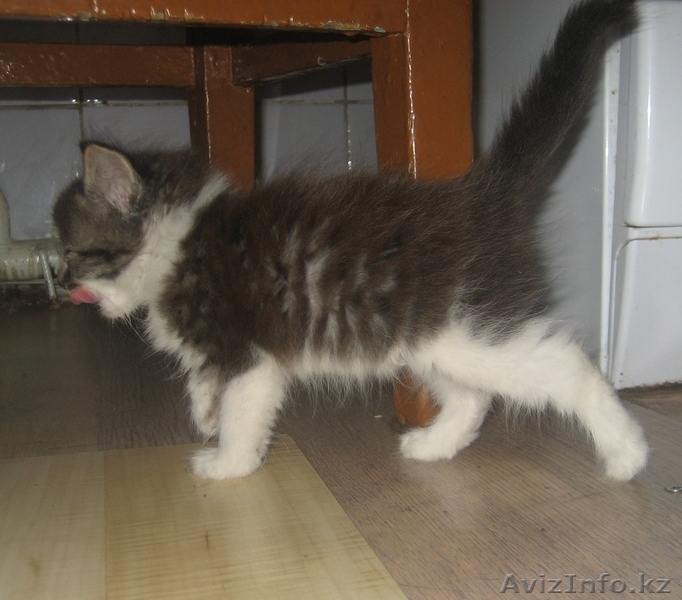Пристрою котят? отдам в хорошие руки - Изображение #3, Объявление #70053