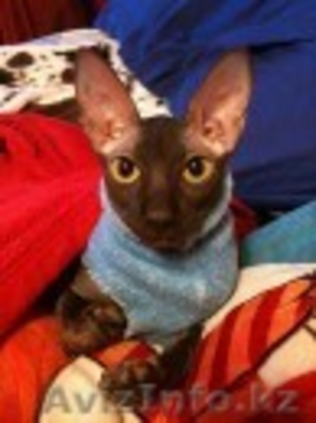 Отдам в хорошие руки полуторогодовалую кошечку породы Канадский сфинкс - Изображение #2, Объявление #67755