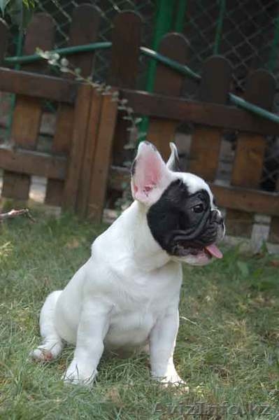Французский бульдог - Изображение #1, Объявление #70577