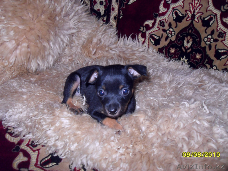 той-терьер продам - Изображение #1, Объявление #49038