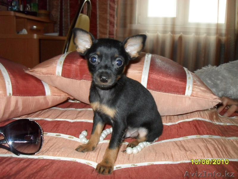 той-терьер продам - Изображение #2, Объявление #49038