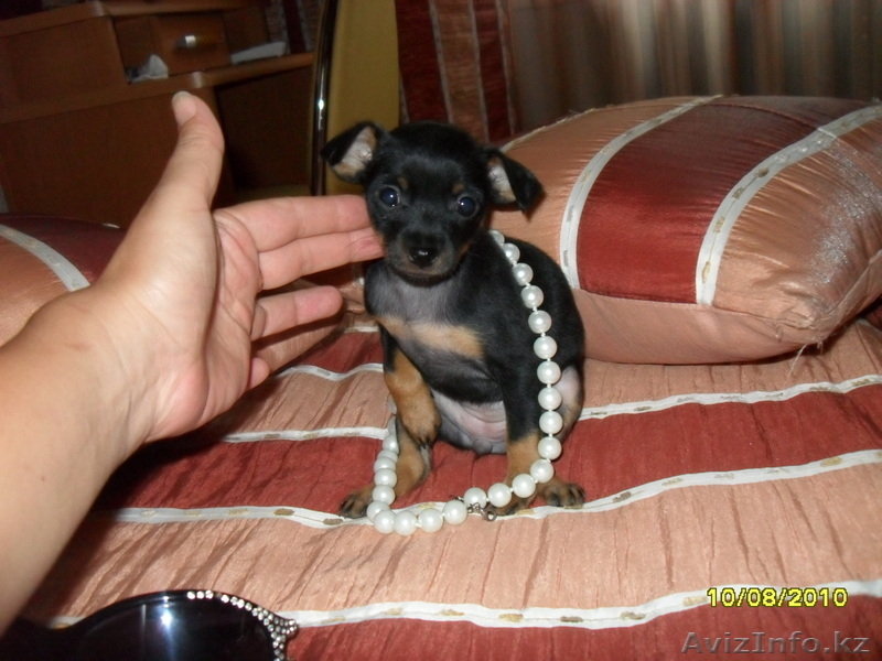 той-терьер продам - Изображение #4, Объявление #49038