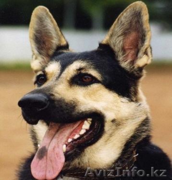 Профессиональная дрессировка собак всех пород и возрастов - Изображение #3, Объявление #64372