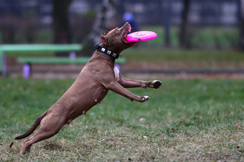 Профессиональная дрессировка собак всех пород и возрастов - Изображение #2, Объявление #64372